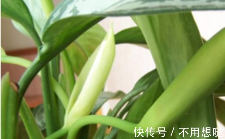除了绿萝，还有这个植物好养，耐湿耐旱，盆栽皇帝名副其实