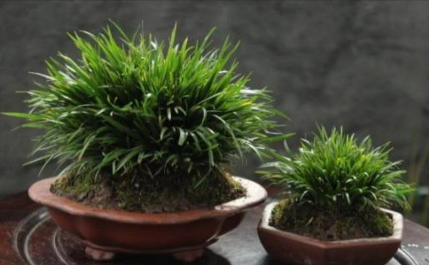 酢浆草|4种普通的小植物,挖回来做成“小盆景”,摆在桌面上清新自然