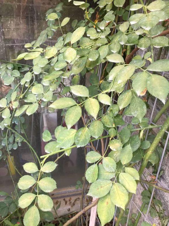 养花自制杀菌杀虫水，10天浇一勺，不生虫不得病，长得太旺！