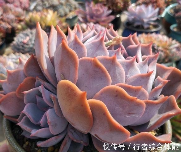 放在顶楼露养1个月后,给多肉拍照的时候,再也不用开滤镜了!