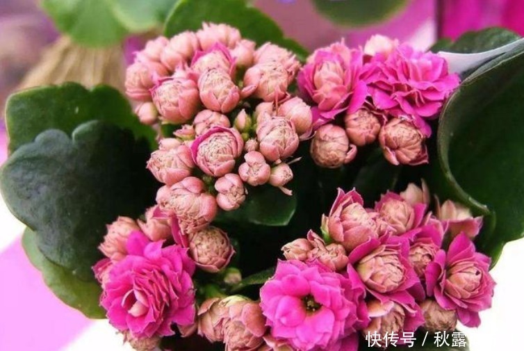君子兰|“3种花”不要随便送人，多养几盆在家，不仅旺宅还招财！