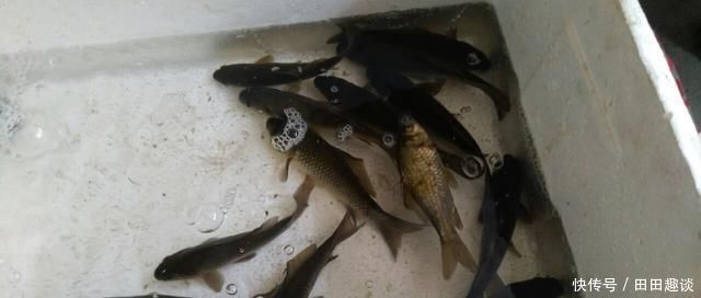 野钓小技巧浮漂做一个小改动,惊鱼几率大降