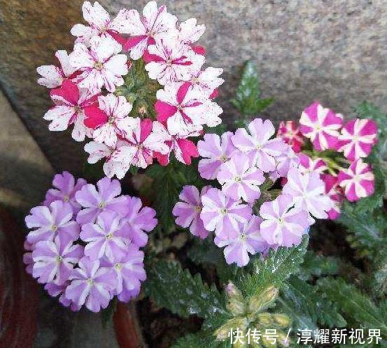 昙花|天热阳台该种植什么花15种''抗晒''植物，盆栽赏花不犯愁