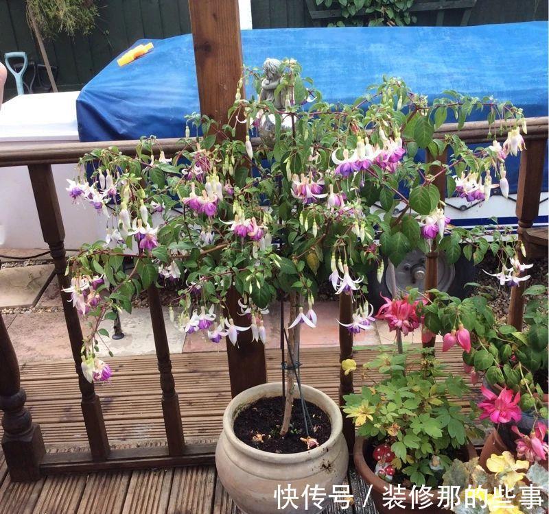 倒挂金钟|刚买的倒挂金钟盆栽如何服盆,怎么才能让它安全度夏?