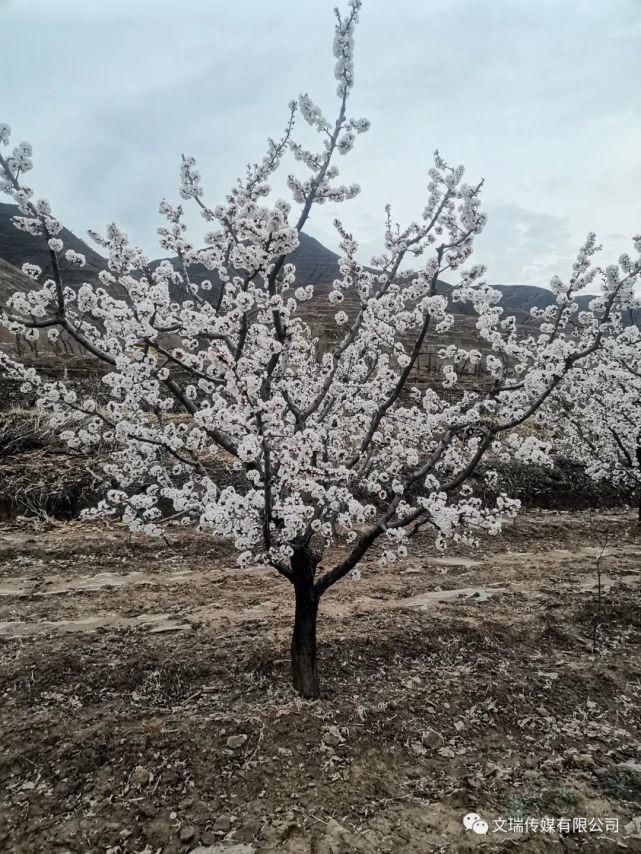 到下马峪赏花去！来一场说走就走的旅行