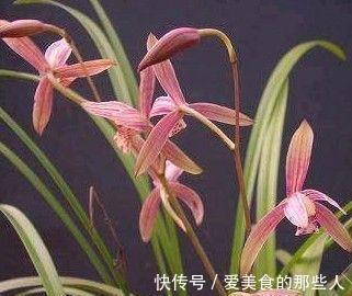 冬季养墨兰,做好4要素,开花满室香,花期长达几个月