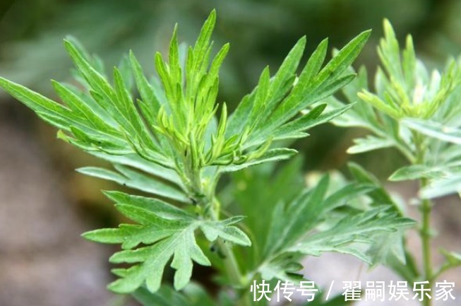 护肝利胆|俗语“家有三年艾，郎中不用来”，有神仙草之称的艾叶，你会用吗