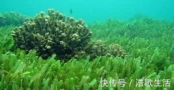 平稳|高血压最怕的几种”天然食物“, 经常吃一点, 血压平稳更健康