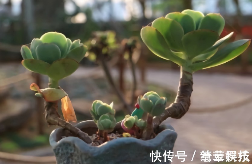 水桩|多肉老桩有真伪,3种“伪老桩”鉴别,揭开真面目,避免被忽悠