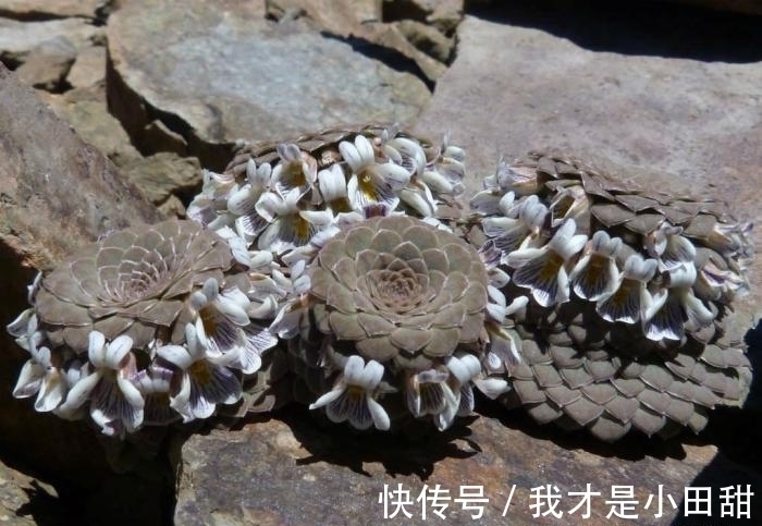 高贵冷艳的多肉新品,紫色系的罗兰夫人,连花都是紫色的