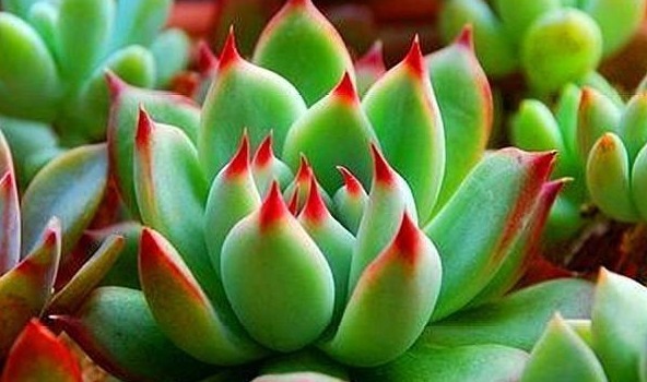 多肉虹之玉养护“3妙招”，绿似翡翠，红如玛瑙，有光泽