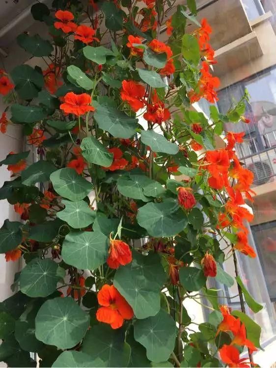 “识货人”都养4种花，打理简单，花期长，开花超漂亮