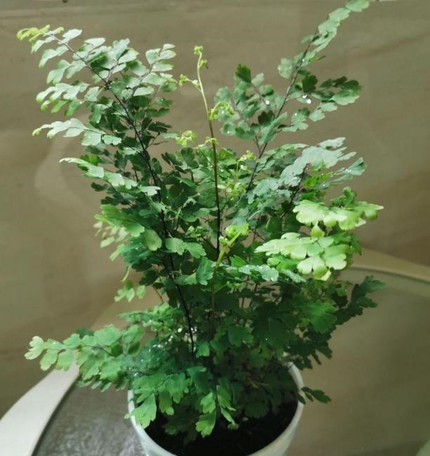 蚂蚁|花农养花为啥成本这么低学会用小苏打,几十盆都花不了2块钱