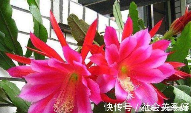 种花|养花就养4种花,好养易活花量大,寓意吉祥人人爱,家里养真适合