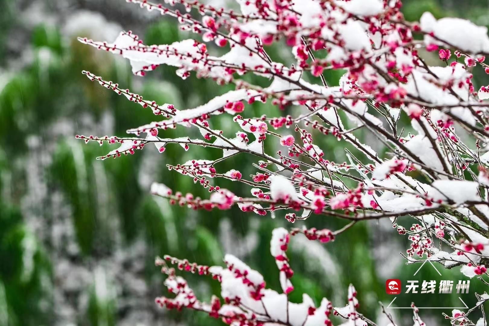 七里乡|“雪景+梅景”，到柯城七里寻香去~