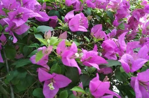 喜阳花|三角梅要催花，光控水可不行，做好这3件事，花开成一片花海洋