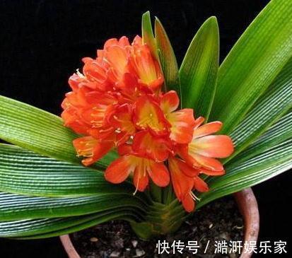 超哥|4种“卧室花”养一盆,空气好、睡的香,花一开就是365天,真