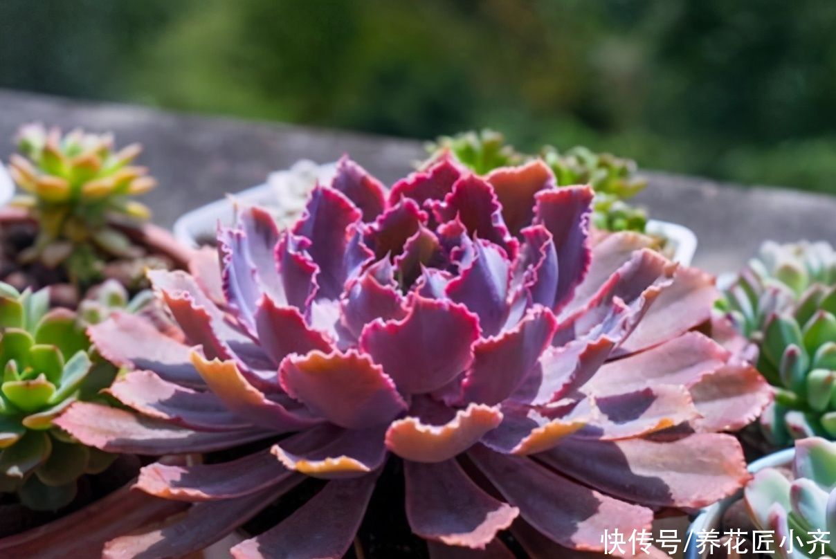 多肉植物|你知道养多肉出状态的方法吗？要保证它健康，先养活，再养状态