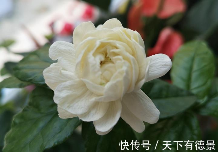 香气扑鼻|养花试试这几款,摆放在家里,有静心安神,净化空气的功效