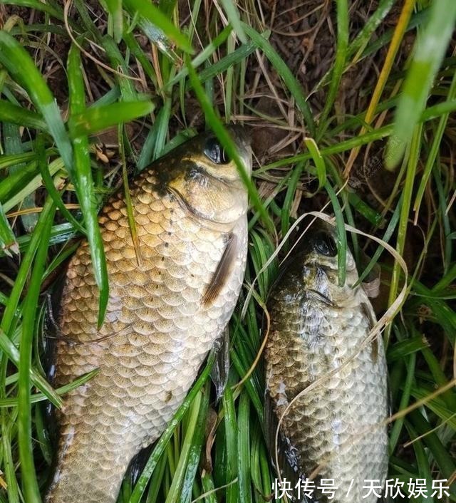 向高龄钓友请教的“摇三摇”钓法,毫无保留的分享给大家