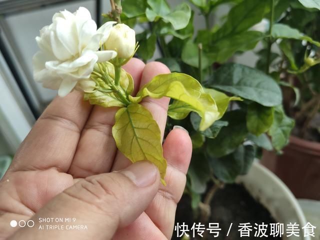 花卉|3种花都是“酸水”喂大的，每月浇点醋，黄叶消失，花满枝