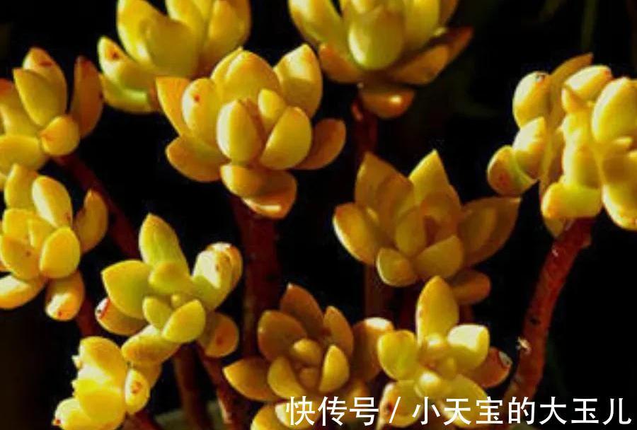 3种多肉大普货,简单养殖变成手捧花,价值翻了好几倍