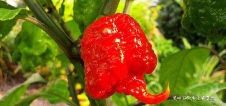 皮肤|全球最危险的冰淇淋,必须成年才能吃,取冰淇淋都怕被伤到皮肤