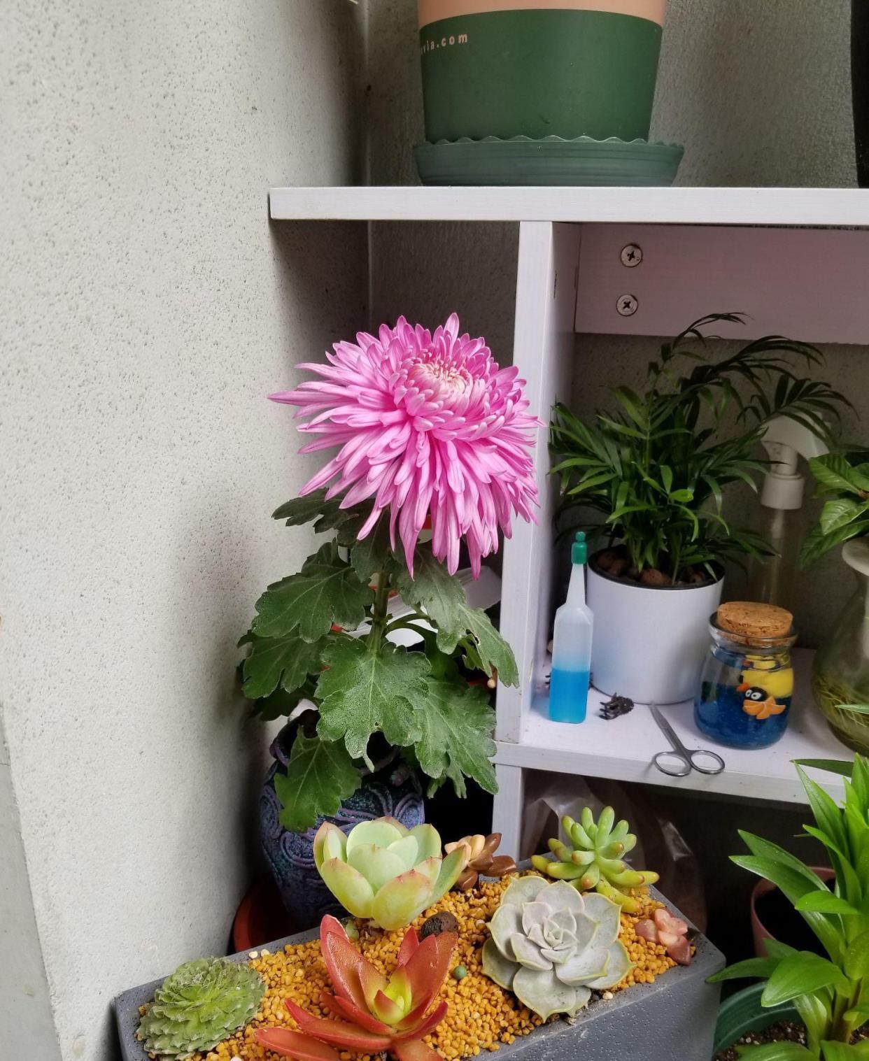 养花没院子有阳台,教你3招,打造花的海洋