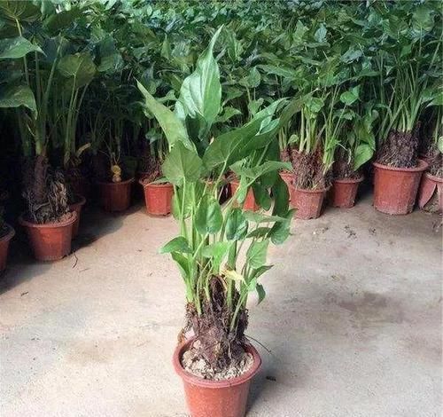 很耐阴的5种盆栽观叶植物,晒多了叶子会晒伤,严重时会枯萎