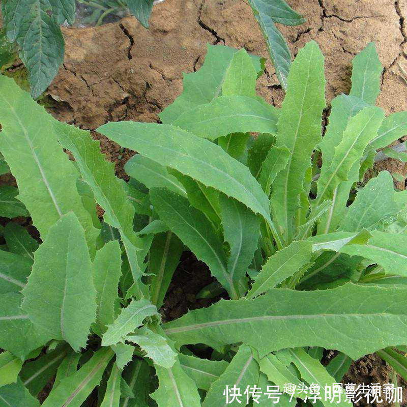 1种野草,在农村被称“苦麻菜”,50元一斤收购,却没人愿意采