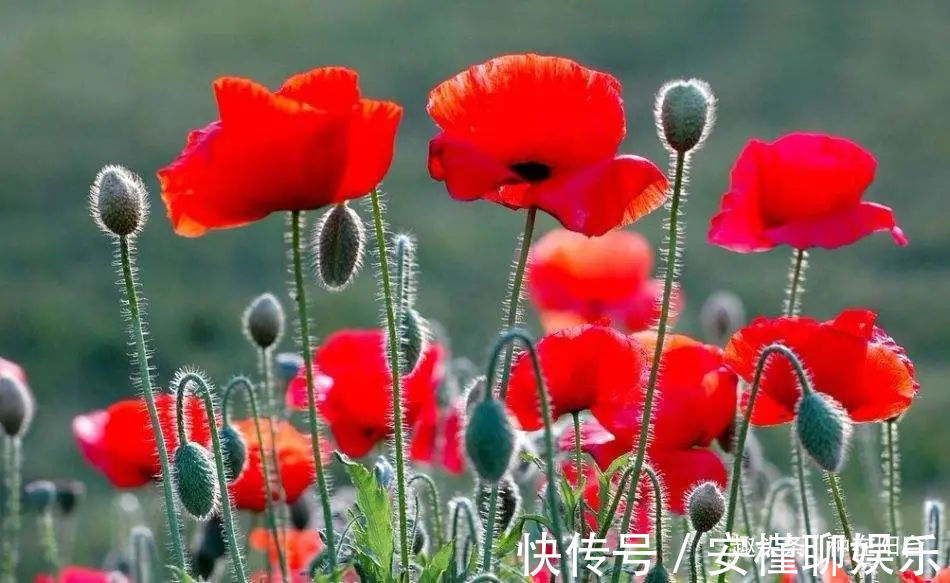 硫化氢|“舞草”虞美人,当微风拂过阳台,它如同飞舞的彩蝶栩栩如生!