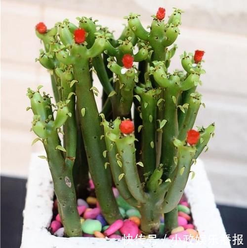 君子|多肉中的“四君子”，圆了花友的“梅兰竹菊”梦，值得收藏