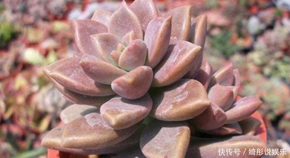 珍稀|淡雅别致,花枝繁茂,珍稀月季康斯坦斯普赖,是养花之首选