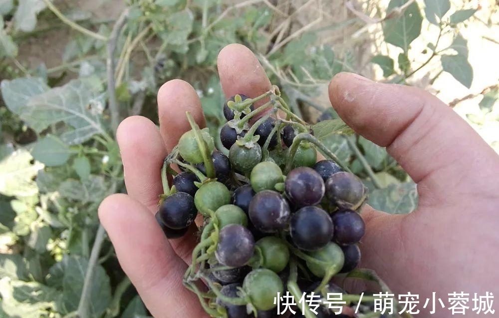 一种茄子,全株都有毒,却成南方民间美味野菜,做腌菜是一绝