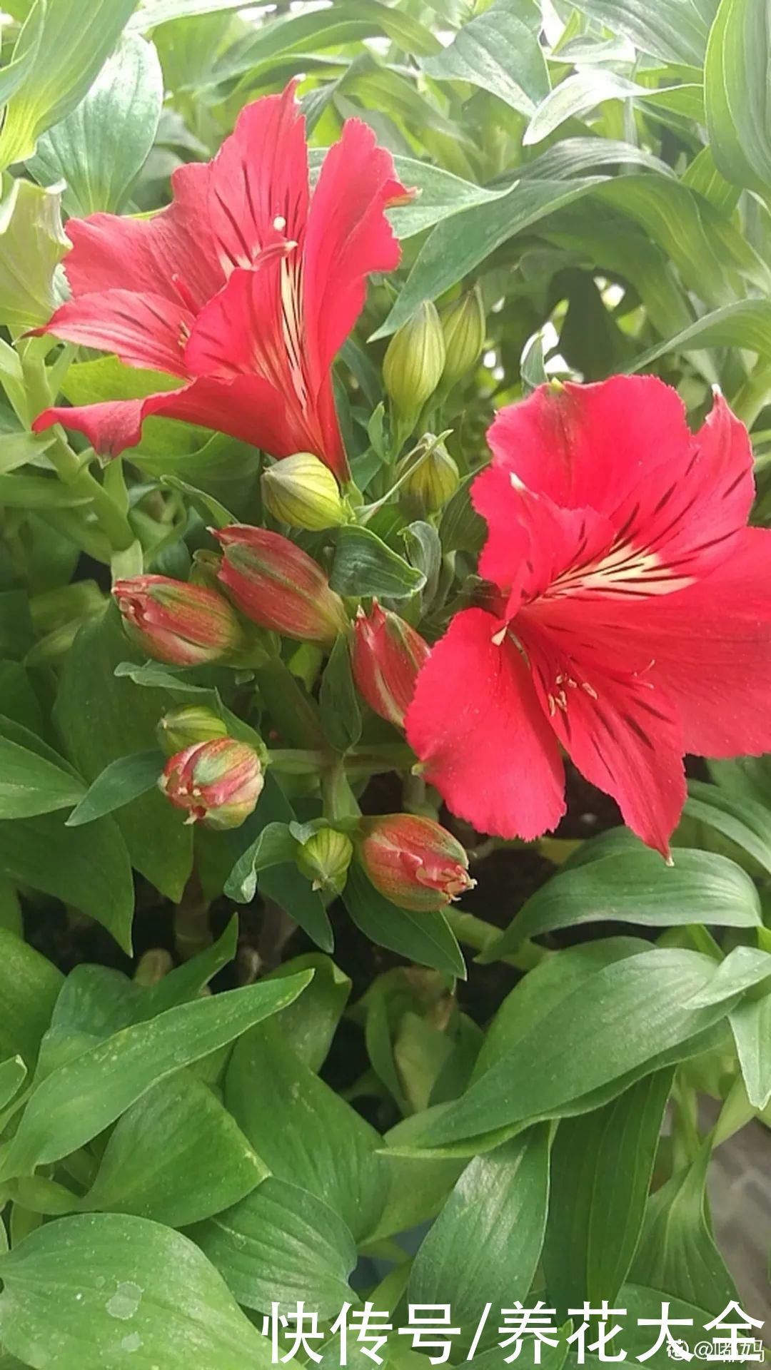 六出花|六出花耐旱好养,猛地一看像百合,花纹别致多彩