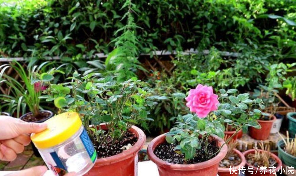 孕蕾|夏天养3种花，记得要勤修剪，否则只长叶子，开花少