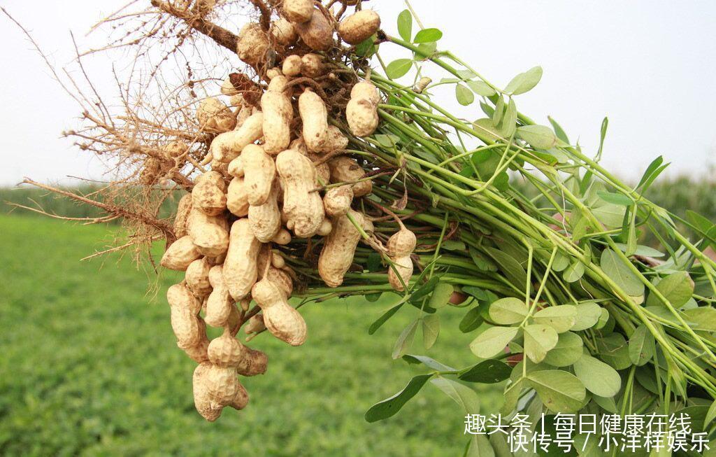 常吃花生好处多多, 生吃好还是熟吃好, 养生专家告诉你答案！