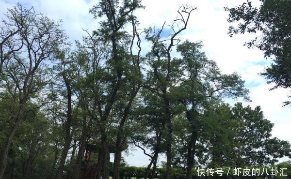 俗语“门前有三树,家兴富三代”,是指哪三树?难怪有钱人都种!