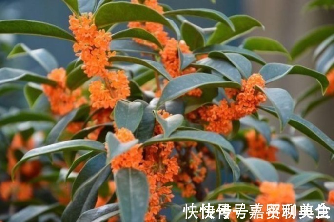 养桂花,就施“1种肥”,不仅“现在”开花多,来年花更多!