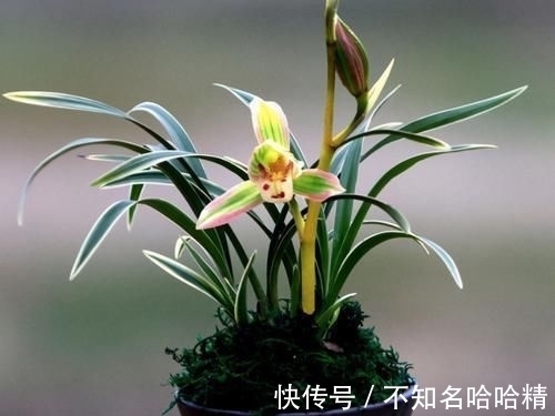 双色|这种兰花很“霸气”，花开双色，兰香浓郁，很好养，适合新手