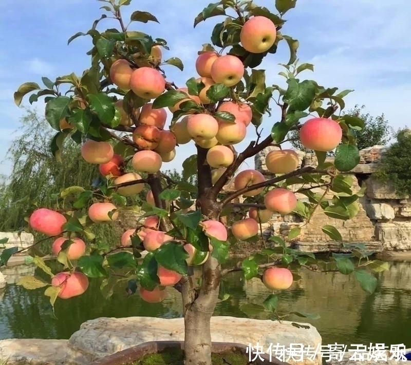 院子里不要乱种树,这6种树不仅能添福旺宅,还能招财纳福