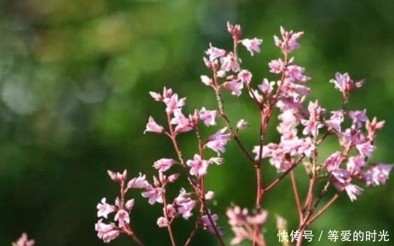 它可做麻繩,常喝還延年益壽,價值高,是世界上一種稀有野生植物