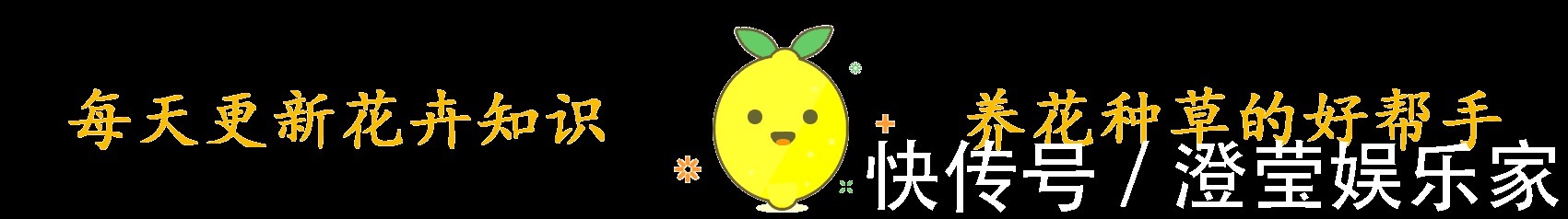 太阳|耐晒又耐热,这几种花夏天养,太阳越大晒得越美