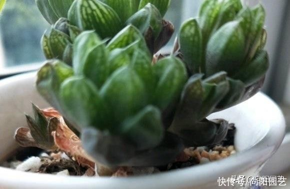 多肉植物|拯救病态的多肉，这3种问题，经常遇到，不加以改善，全部死翘翘