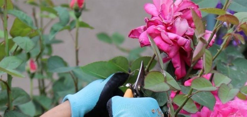 3种花“越剪越旺”，没事常剪剪，剪成秃头，一月大变样，开花多