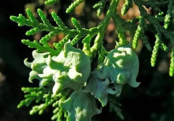 本草分經|中藥古今研究:柏子仁
