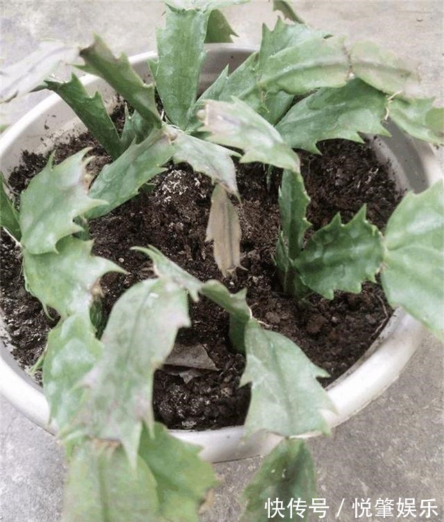 蟹爪兰|蟹爪兰叶子“软塌塌”教你做3步,嗖嗖冒新叶,入冬花朵爆盆