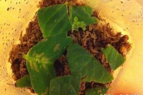 漂亮的花用剪碎的叶片,都能插活一大盆,谁说扦插难