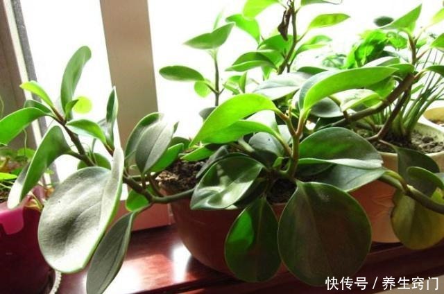 适合“懒人”养的5种花,耐阴又耐旱,扔在客厅1个月,依旧旺盛!