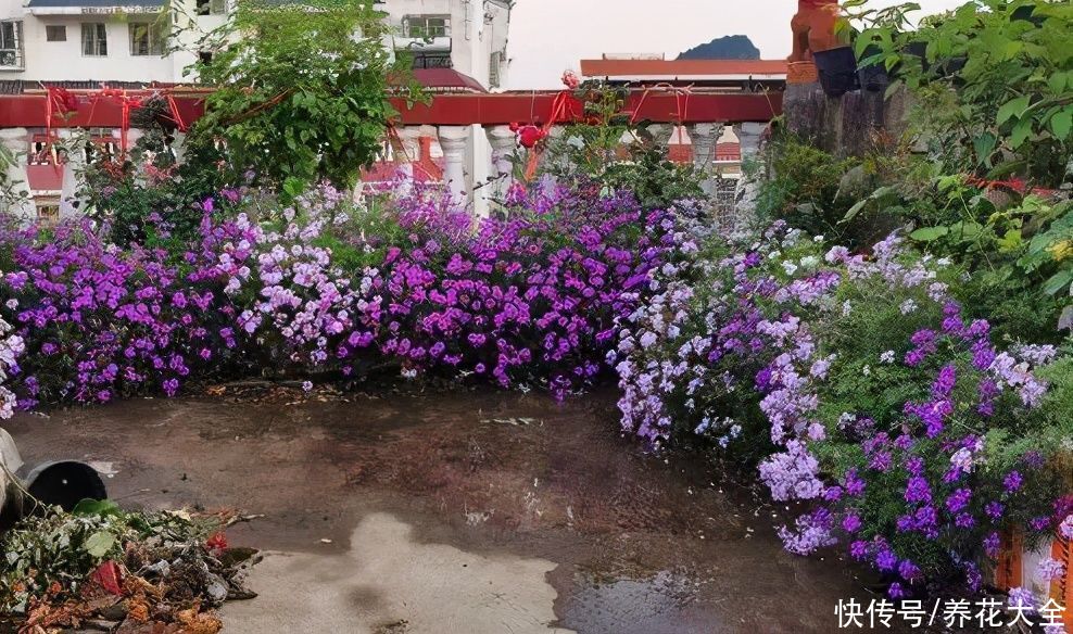  有名|有名的开花机器，最小的花盆养，掐一茬开一茬